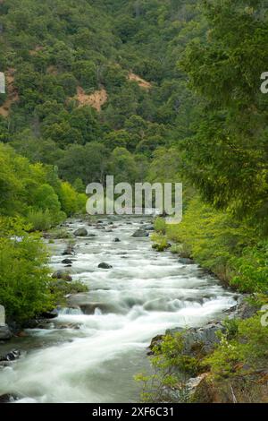 South Fork Salmon River, Klamath Wild and Scenic River, forêt nationale de Klamath, Californie Banque D'Images