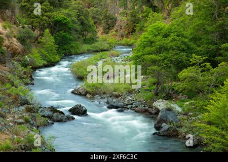 South Fork Salmon River, Klamath Wild and Scenic River, forêt nationale de Klamath, Californie Banque D'Images