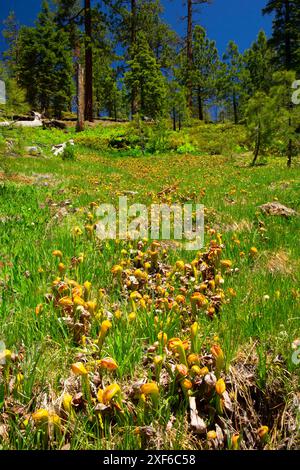 California Pitcher Plant (Darlingtonia californica) au lac Kangaroo, forêt nationale de Klamath, Californie Banque D'Images