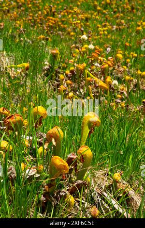 California Pitcher Plant (Darlingtonia californica) au lac Kangaroo, forêt nationale de Klamath, Californie Banque D'Images