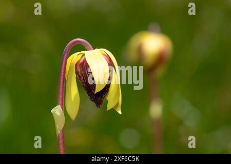 California Pitcher Plant (Darlingtonia californica) au lac Kangaroo, forêt nationale de Klamath, Californie Banque D'Images