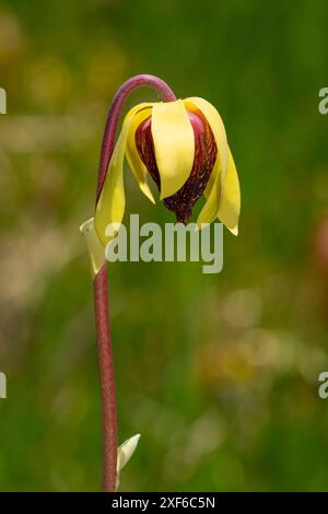 California Pitcher Plant (Darlingtonia californica) au lac Kangaroo, forêt nationale de Klamath, Californie Banque D'Images