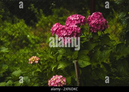 Hortensia rose, gros plan. Buisson à fleurs. Énorme hortensia dans le jardin avant. Hortensia violette et rose fleurie. Banque D'Images