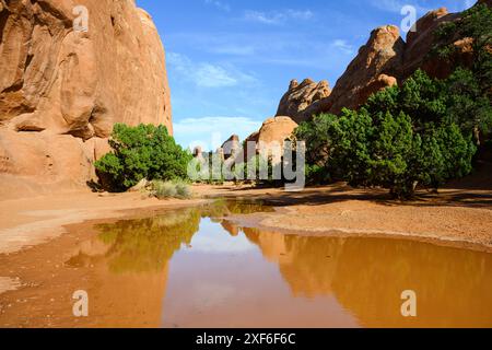 Paysage rouge du parc national d'Arches reflétant dans une flaque d'eau de pluie avec des arbres et un ciel bleu Banque D'Images