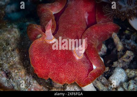 Un danseur espagnol nudibranche, Hexabranchus sanguineus, rampant sur le fond marin d'un récif près d'Alor, en Indonésie. Ces gros gastéropodes sont nocturnes. Banque D'Images