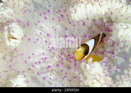 Un anémonefish de Clark, Amphiprion clarkii, nage parmi les tentacules de son anémone hôte blanchie sur un récif corallien de biodiversité à Alor, en Indonésie. Banque D'Images