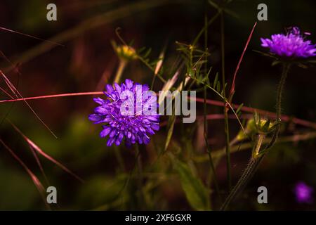 Fleur magnifiquement colorée sur une prairie dans la forêt près de Prague, République tchèque, Europe. Banque D'Images