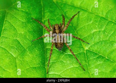 Femelle araignée loup tachetée (Pardosa amentata) sur une feuille verte Banque D'Images