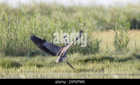 héron gris (ardea cinerea) en vol d'atterrissage avec ailes déployées Banque D'Images