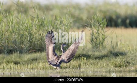 héron gris (ardea cinerea) en vol d'atterrissage avec ailes déployées Banque D'Images