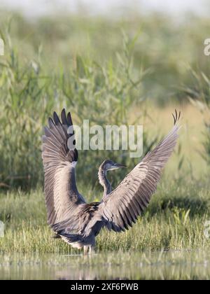 héron gris (ardea cinerea) en vol d'atterrissage avec ailes déployées Banque D'Images