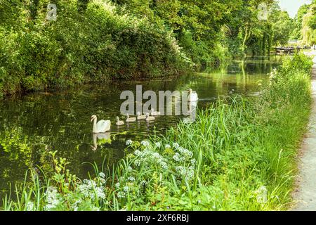 Une famille de cygnes et de cygnets près de Bowbridge Lock sur la Stroudwater navigation dans les vallées de Stroud, Gloucestershire, Angleterre Royaume-Uni Banque D'Images