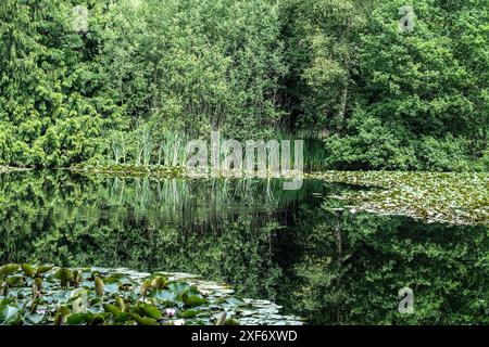 Forêt verte luxuriante reflétant dans un étang de nénuphars tranquille lors d'une journée d'été ensoleillée Banque D'Images