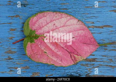 Une feuille tombée et rougie d'un arbre repose sur une surface en bois avec de la peinture bleue usée, vue de dessus. Banque D'Images