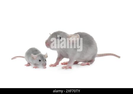 Mère rat et bébé chiot isolés sur blanc Banque D'Images