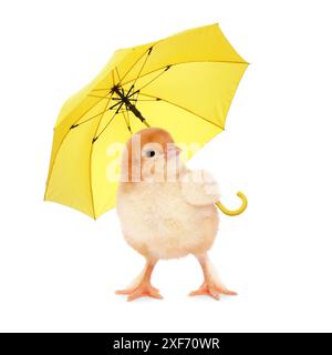 Mignon poussin moelleux avec parapluie jaune sur fond blanc Banque D'Images