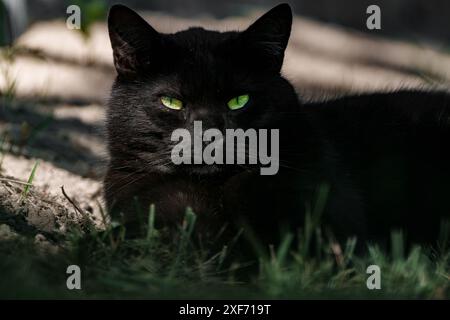 Un beau chat noir aux yeux verts fascinants reposant paisiblement sur le sol à l'extérieur dans un cadre tranquille Banque D'Images