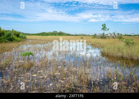 États-Unis, Floride. Parc national des Everglades, marais Banque D'Images