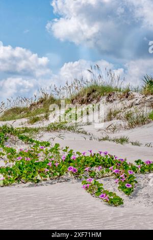 Gloires matinales de plage dans les dunes, New Smyrna Beach, Floride Banque D'Images