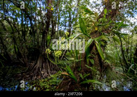Orchidée de casque jaune poussant sur un arbre. Banque D'Images