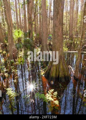 Cypress in Grassy Waters Preserve, qui fait partie du drainage des everglades, près de West Palm Beach, dans le sud de la Floride Banque D'Images