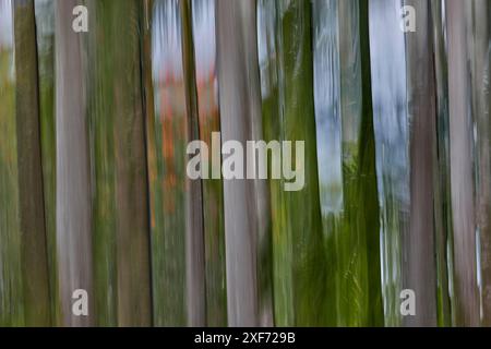 États-Unis, Hawaï, Maui. Troncs d'arbre d'eucalyptus arc-en-ciel panoramique de haut en bas Banque D'Images