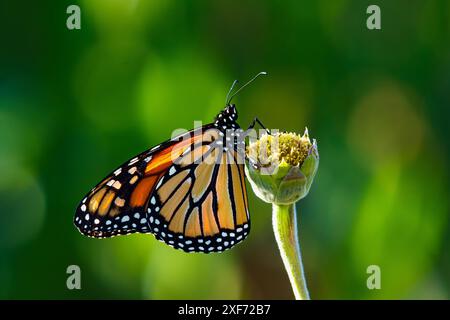 Un grand papillon monarque assis sur une tige de fleur à l'automne. Les ailes sont vibrantes et colorées de la lumière du soleil illuminant l'après-midi. Banque D'Images