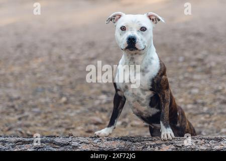 Brindle et blanc Staffordshire Bull Terrier posèrent sur une bûche dans la forêt pour un portrait naturel Banque D'Images