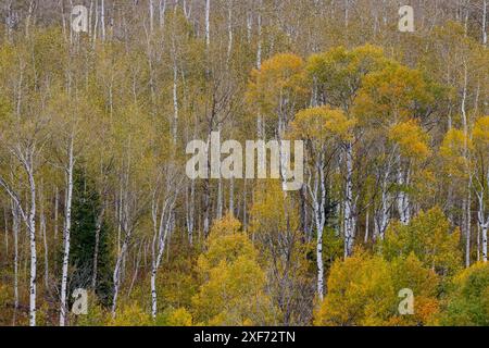 États-Unis, Idaho, Liberty. Mink Creek, route 36, Aspen bosquets avec des feuilles dorées pendant l'automne Banque D'Images