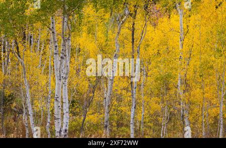 États-Unis, Idaho, Liberty. Mink Creek, route 36, Aspen bosquets avec des feuilles dorées pendant l'automne Banque D'Images