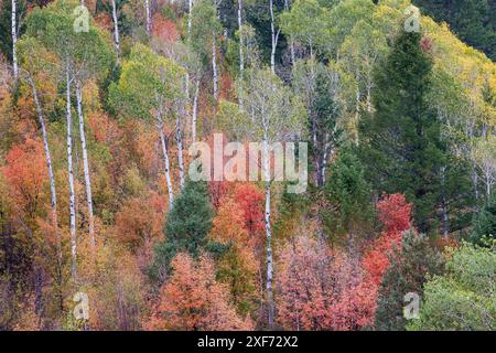 États-Unis, Idaho, Liberty. Mink Creek, Highway 36, à flanc de colline avec couleurs d'automne sur les érables Aspens et canyon. Banque D'Images