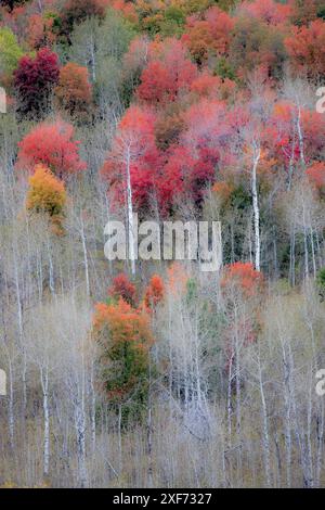 États-Unis, Idaho, Liberty. Mink Creek, Highway 36, à flanc de colline avec couleurs d'automne sur les érables Aspens et canyon. Banque D'Images