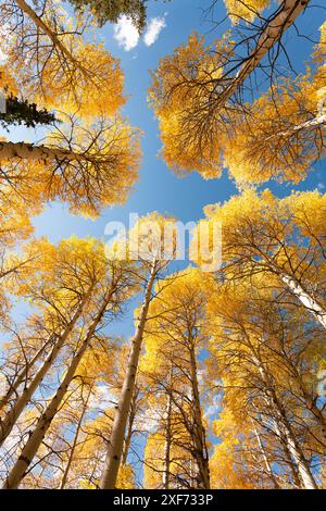 États-Unis, Idaho, Forêt nationale de Targhee. Regardant vers le haut à travers le tremblement des Aspens dans le feuillage d'automne. Banque D'Images