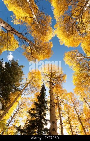 États-Unis, Idaho, Forêt nationale de Targhee. Regardant vers le haut à travers le tremblement des Aspens dans le feuillage d'automne. Banque D'Images