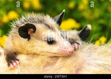 États-Unis, Minnesota. Bébé opossum captif sur le dos de la mère. Banque D'Images