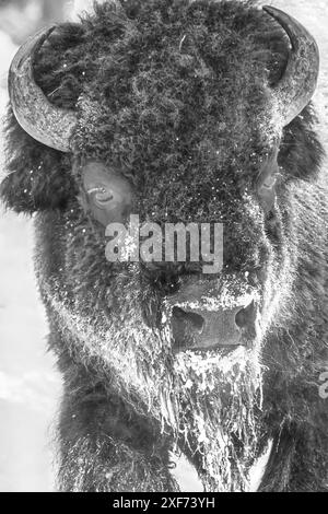 Buffalo en hiver dans la chaîne nord du parc national de Yellowstone Banque D'Images