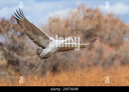 États-Unis, Nouveau-Mexique. Bosque Del Apache National Wildlife refuge, grue de sable en vol venant pour un atterrissage Banque D'Images