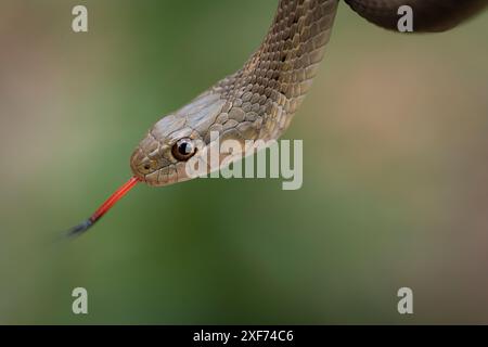 Serpent jarretière errant, Thamnophis elegans vagrans, Lincoln National Forest, Nouveau-Mexique Banque D'Images