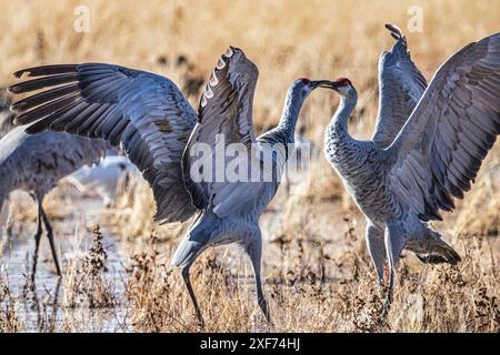 Oiseaux de Bosque de Apache National Wildlife refuge Banque D'Images