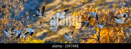 Oiseaux de Bosque de Apache National Wildlife refuge Banque D'Images