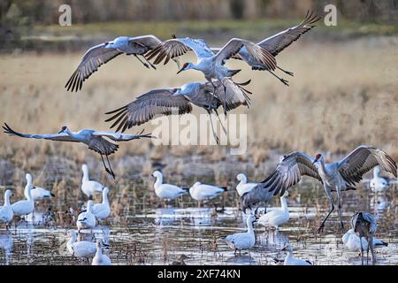 Oiseaux de Bosque de Apache National Wildlife refuge Banque D'Images