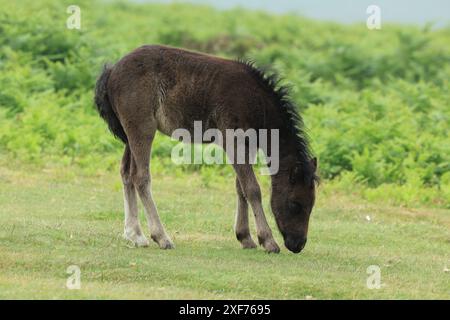 Poulain poney Dartmoor, près de Haytor, Devon, Angleterre, Royaume-Uni Banque D'Images