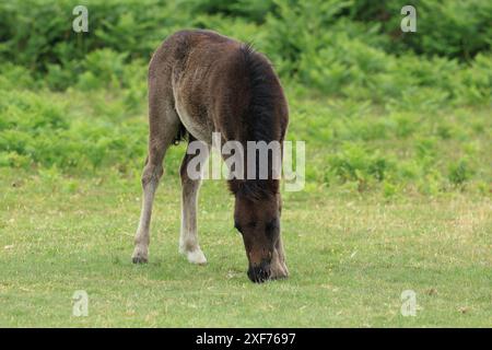 Poulain poney Dartmoor, près de Haytor, Devon, Angleterre, Royaume-Uni Banque D'Images