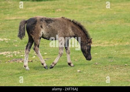 Poulain poney Dartmoor, près de Haytor, Devon, Angleterre, Royaume-Uni Banque D'Images