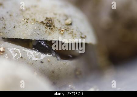 Série de photos montrant un Terrapene carolina Major (tortue bordée de la côte du Golfe) émergeant de son œuf. Gros plan photo, bon pour la science du concept de biologie Banque D'Images