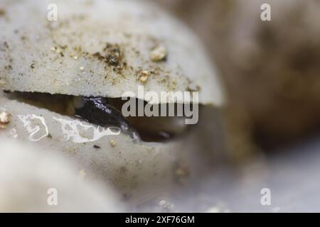 Série de photos montrant un Terrapene carolina Major (tortue bordée de la côte du Golfe) émergeant de son œuf. Gros plan photo, bon pour la science du concept de biologie Banque D'Images