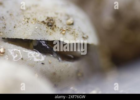 Série de photos montrant un Terrapene carolina Major (tortue bordée de la côte du Golfe) émergeant de son œuf. Gros plan photo, bon pour la science du concept de biologie Banque D'Images