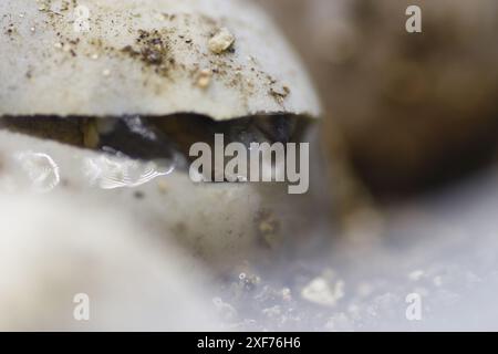 Série de photos montrant un Terrapene carolina Major (tortue bordée de la côte du Golfe) émergeant de son œuf. Gros plan photo, bon pour la science du concept de biologie Banque D'Images