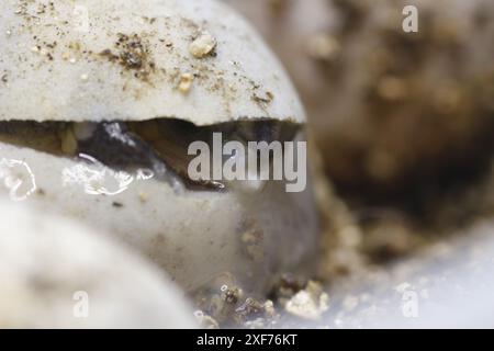 Série de photos montrant un Terrapene carolina Major (tortue bordée de la côte du Golfe) émergeant de son œuf. Gros plan photo, bon pour la science du concept de biologie Banque D'Images