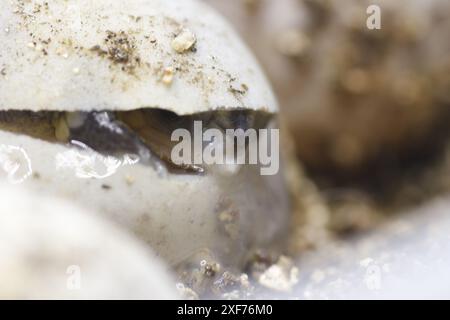 Série de photos montrant un Terrapene carolina Major (tortue bordée de la côte du Golfe) émergeant de son œuf. Gros plan photo, bon pour la science du concept de biologie Banque D'Images